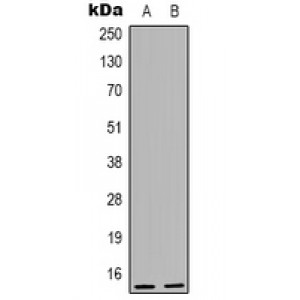 LifeSab™ PP15 Rabbit pAb (50 µl)