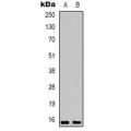 LifeSab™ Histone H2A.X (pS139) Rabbit pAb (50 µl)