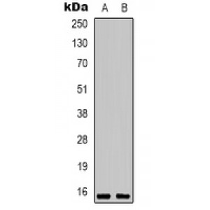 LifeSab™ Histone H2A.X (pS139) Rabbit pAb (50 µl)