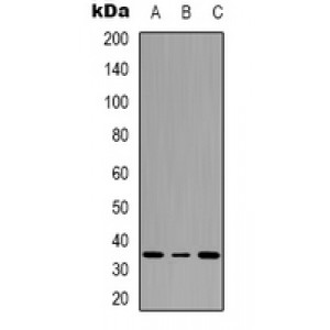 LifeSab™ ATF1 (pS63) Rabbit pAb (50 µl)
