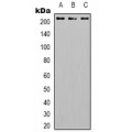 LifeSab™ CD104 (pY1510) Rabbit pAb (50 µl)