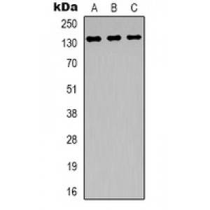 LifeSab™ ABL1 Rabbit pAb (50 µl)