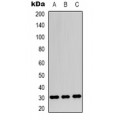 LifeSab™ Apolipoprotein O-Like Rabbit pAb (50 µl)
