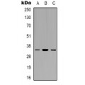 LifeSab™ EIF3J Rabbit pAb (50 µl)