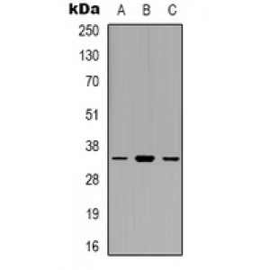 LifeSab™ EIF3J Rabbit pAb (50 µl)