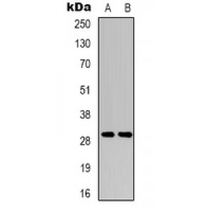 LifeSab™ RIMS4 Rabbit pAb (50 µl)