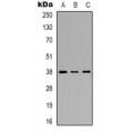 LifeSab™ p38 Rabbit pAb (50 µl)