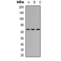 LifeSab™ TAF5L Rabbit pAb (50 µl)