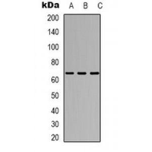 LifeSab™ TAF5L Rabbit pAb (50 µl)