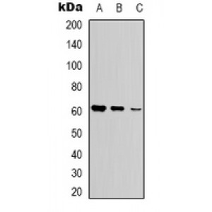 LifeSab™ Glycerol Kinase 1 Rabbit pAb (50 µl)