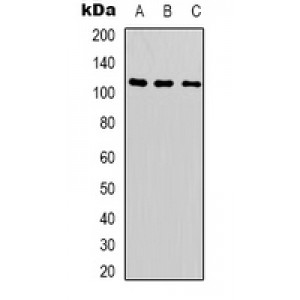 LifeSab™ SUPT16H Rabbit pAb (50 µl)