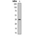 LifeSab™ DNAJB4 Rabbit pAb (50 µl)