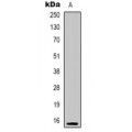LifeSab™ PHLDA3 Rabbit pAb (50 µl)