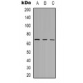 LifeSab™ CaMKK beta Rabbit pAb (50 µl)