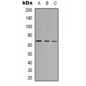 LifeSab™ CaMKK beta Rabbit pAb (50 µl)