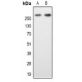 LifeSab™ MAP2 Rabbit pAb (50 µl)