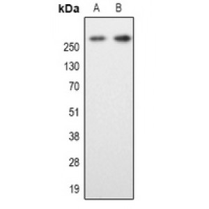 LifeSab™ MAP2 Rabbit pAb (50 µl)