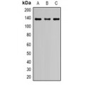 LifeSab™ Nephrin Rabbit pAb (50 µl)