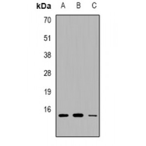 LifeSab™ PEA15 Rabbit pAb (50 µl)