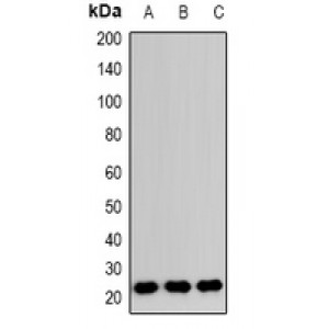 LifeSab™ RAB24 Rabbit pAb (50 µl)
