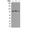 LifeSab™ TAGAP Rabbit pAb (50 µl)
