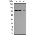 LifeSab™ TRAK2 Rabbit pAb (50 µl)