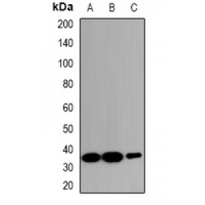 LifeSab™ ZNT2 Rabbit pAb (50 µl)