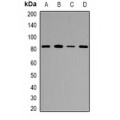 LifeSab™ ZP2 Rabbit pAb (50 µl)