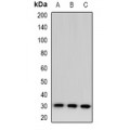 LifeSab™ TSSK6 Rabbit pAb (50 µl)