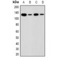 LifeSab™ ADNP Rabbit pAb (50 µl)