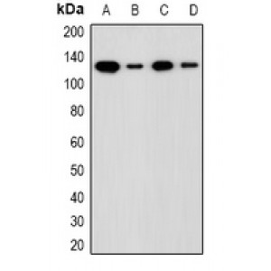 LifeSab™ ADNP Rabbit pAb (50 µl)