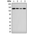 LifeSab™ FUK Rabbit pAb (50 µl)
