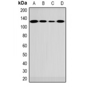 LifeSab™ FUK Rabbit pAb (50 µl)