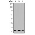 LifeSab™ IGF1 Rabbit pAb (50 µl)