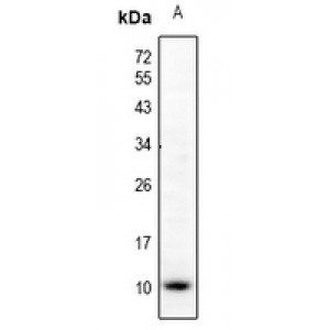 LifeSab™ CCL5 Rabbit pAb (50 µl)