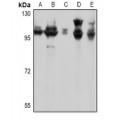 LifeSab™ mGLUR7 Rabbit pAb (50 µl)