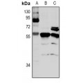 LifeSab™ CLK4 Rabbit pAb (50 µl)