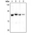 LifeSab™ NOL10 Rabbit pAb (50 µl)