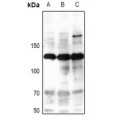 LifeSab™ iNOS (pY151) Rabbit pAb (50 µl)