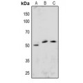 LifeSab™ ETS1 (pS251) Rabbit pAb (50 µl)
