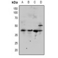LifeSab™ SMAD3 Rabbit pAb (50 µl)
