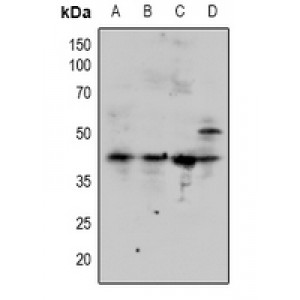 LifeSab™ SMAD3 Rabbit pAb (50 µl)