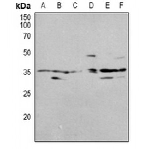 LifeSab™ OUTB1 Rabbit pAb (50 µl)