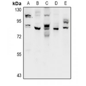 LifeSab™ CSGLCAT Rabbit pAb (50 µl)