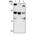 LifeSab™ CHSY1 Rabbit pAb (50 µl)