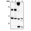 LifeSab™ EIF2AK1 Rabbit pAb (50 µl)