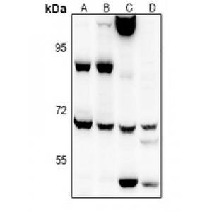 LifeSab™ EIF2AK1 Rabbit pAb (50 µl)