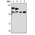LifeSab™ OXR1 Rabbit pAb (50 µl)