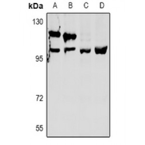 LifeSab™ OXR1 Rabbit pAb (50 µl)