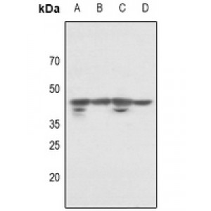 LifeSab™ p46 Rabbit pAb (50 µl)